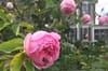 Blooms and Backstories at Heritage House