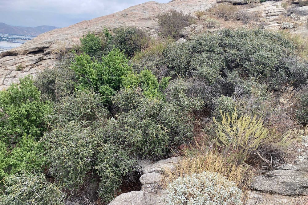 California’s Oldest Tree – A Riverside County Celebrity