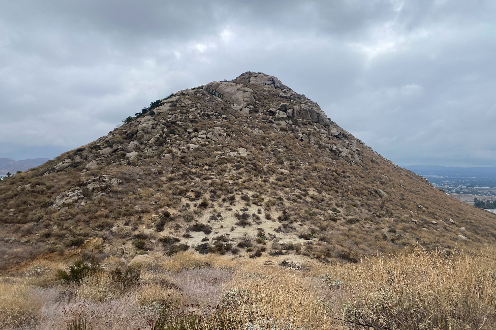 California’s Oldest Tree – A Riverside County Celebrity